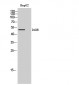 D1DR Polyclonal Antibody